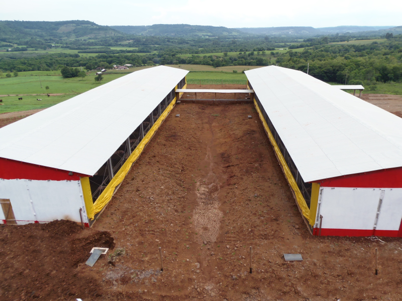 Suinocultura Continua Crescendo